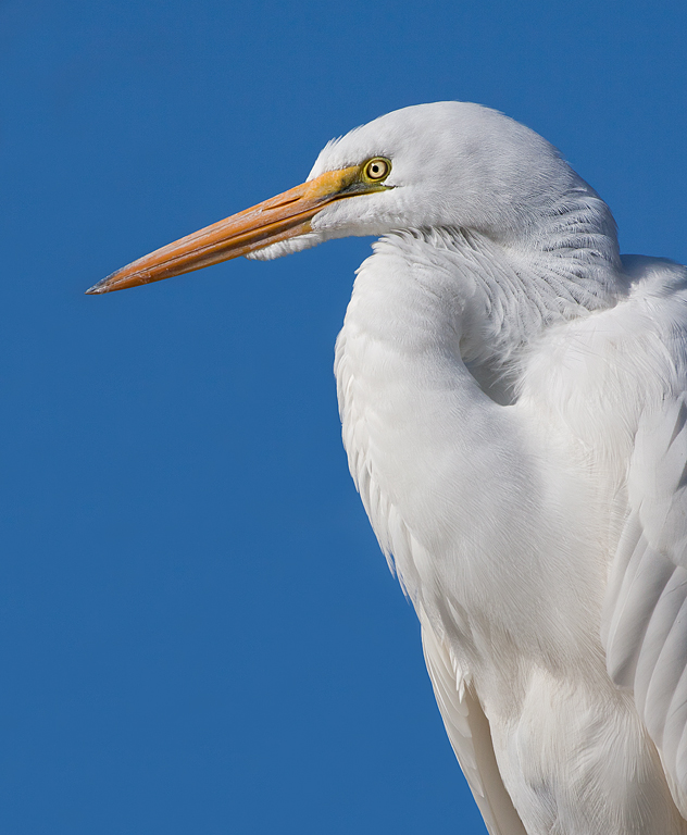 Beautiful Great Egret Portrait   Orlando P O'Malley